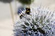 bees on flower