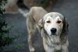 innocent stray dog looking at camera