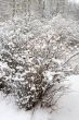 Bush in winter