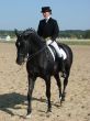 equestrian woman on black stallion horse