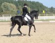 equestrian woman on black stallion horse