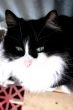 Black and White Cat