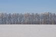 A row of birches in a winter snow-covered field