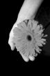 Flower in a hand monochrome