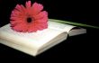 Gerbera and book