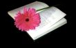 Pink flower and book