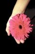 Pink flower in a hand