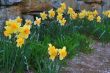 Daffodil