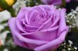 Purple Rose