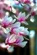 Cherry Blossoms