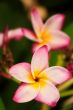 Frangipani