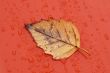 Dry Leaf