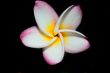 Frangipani