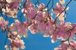 Cherry Blossoms