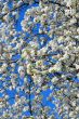 Cherry Blossoms