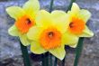 Daffodils