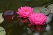 Waterlily - Nymphaea