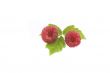 raspberry