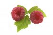 raspberry