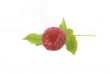 raspberry