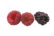 raspberry