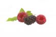 raspberry