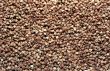 Buckwheat background