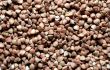 Buckwheat closeup background