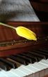 Moon light on keyboard and music
