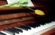 Piano keyboard with yellow tulip on