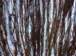 the  roof from wattled branches