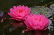 Waterlily (Nymphaea)