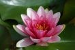 Waterlily (Nymphaea)