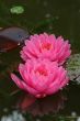 Waterlily (Nymphaea)