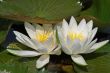 Waterlily (Nymphaea)