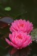 Waterlily (Nymphaea)