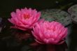 Waterlily (Nymphaea)