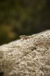 small lizard on stone
