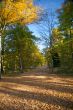 large path park autumn