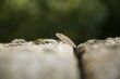 head of small lizard