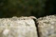 small lizard
