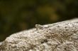 lizard watching