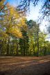 autumn evening in the park