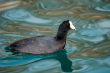 Loon on water