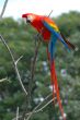 Parot on a Branch