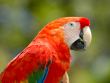 Parrot on a Branch