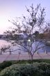 Tree, Walkway and Lake