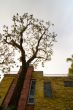 Colorful House with Tree