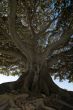 Gnarled Tree 1