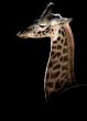 Young Giraffe